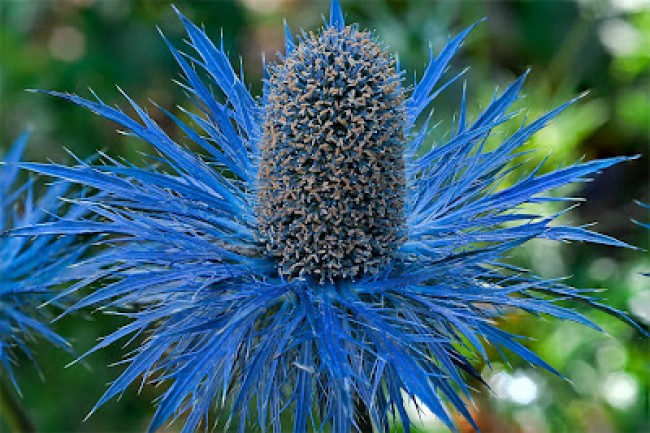 Mikołajek alpejski ‘Blue Star’ (Eryngium alpinum)